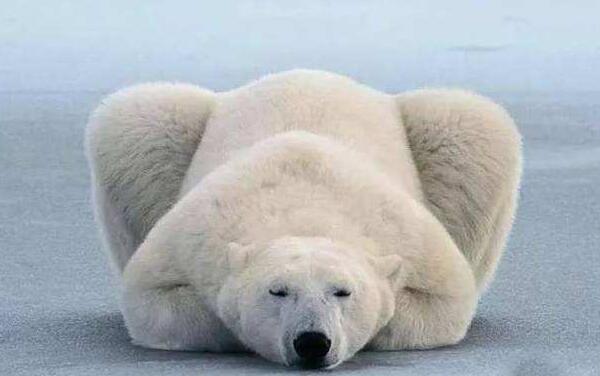北极熊（耐饿100天）