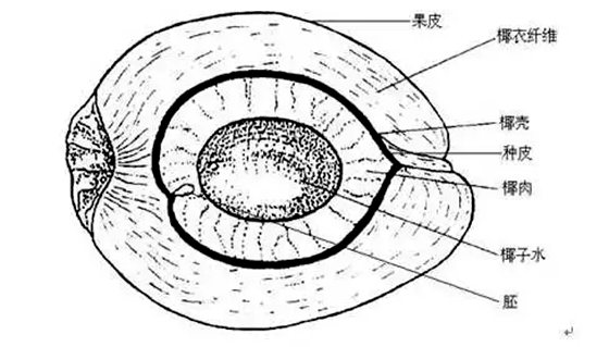 为什么椰子树生长在海边,椰子树长在海边的原因