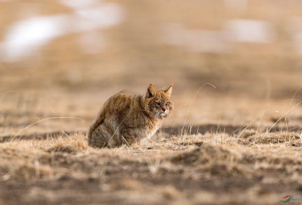 荒漠猫