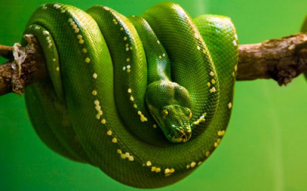 世界上漂亮又价值最高的蛇：蓝血绿树蟒