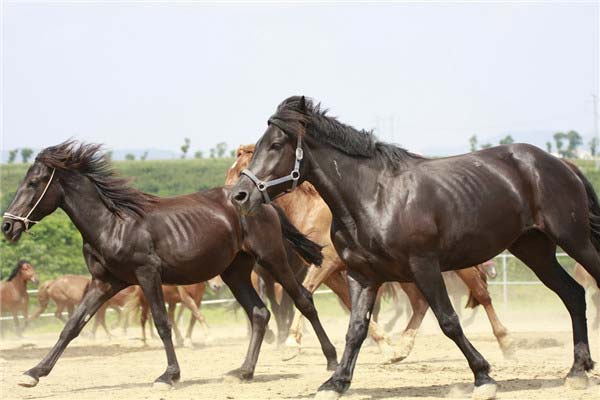 世界上跑得最快的马 纯血马速度每秒19米