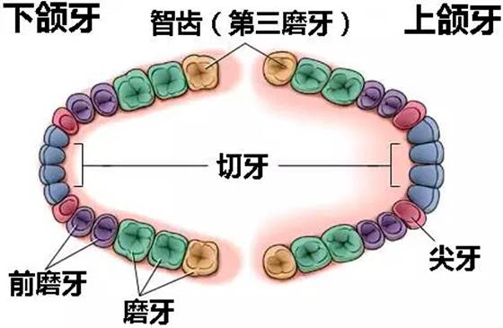 人为什么会长智齿,智齿一定要拔吗