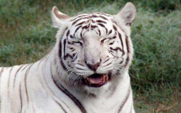 世界上最白的老虎，为孟加拉虎基因变种