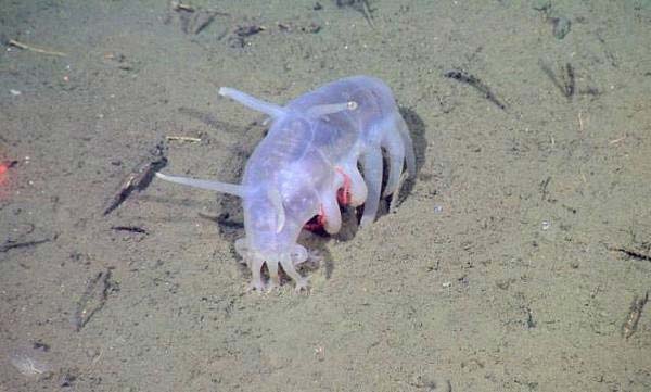 世界上最难看的海洋生物，非海猪莫属！