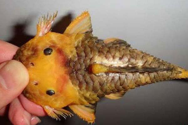世界身价最贵的异型鱼，24k黄金达摩身价过万