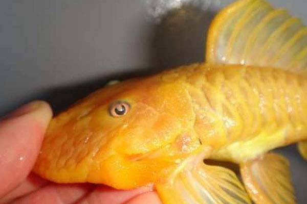 世界身价最贵的异型鱼，24k黄金达摩身价过万