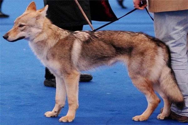 世界上最贵的狗，捷克狼犬拍卖到35亿元