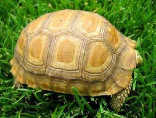 世界十大最漂亮乌龟，金钱龟排名第一