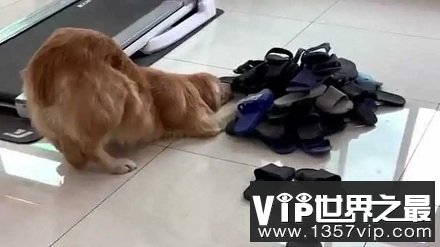 狗子为什么总是叼走主人的拖鞋？