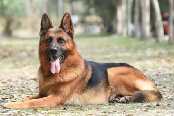 护主人最忠诚的狗排名：中华田园犬上榜，第一是拉布拉多