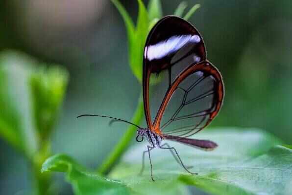 世界上最美的蝴蝶排名：光明女神闪蝶夺得冠军