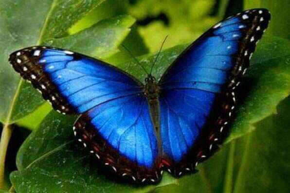 世界上最美的蝴蝶排名：光明女神闪蝶夺得冠军