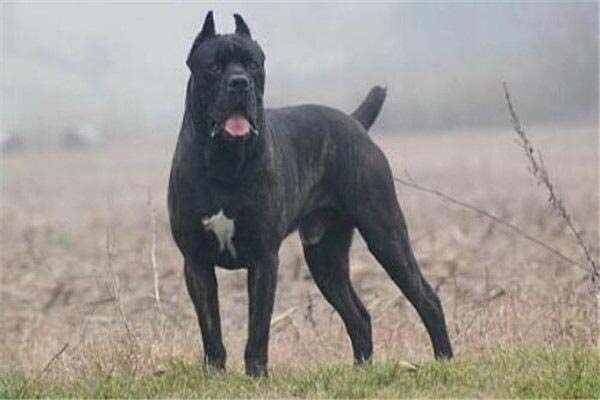 世界10大最凶猛的军犬：昆明犬上榜，第一是罗威纳犬