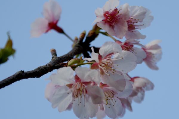 山樱花