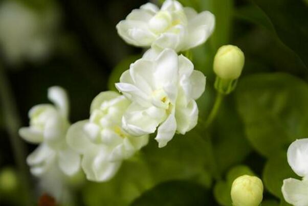 世界十大最香的花卉——茉莉