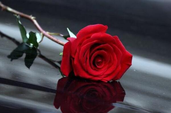 世界十大最香的花卉——玫瑰