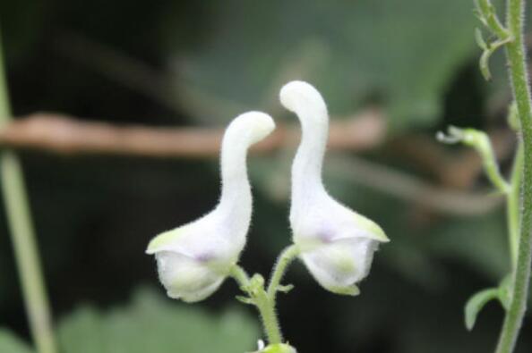 世界十大最臭的植物之天鹅花