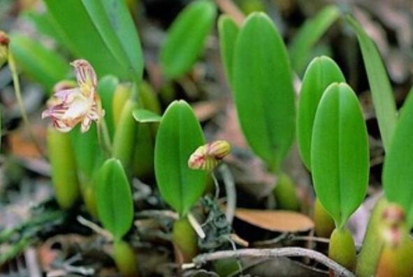 世界十大最臭的植物之石豆兰