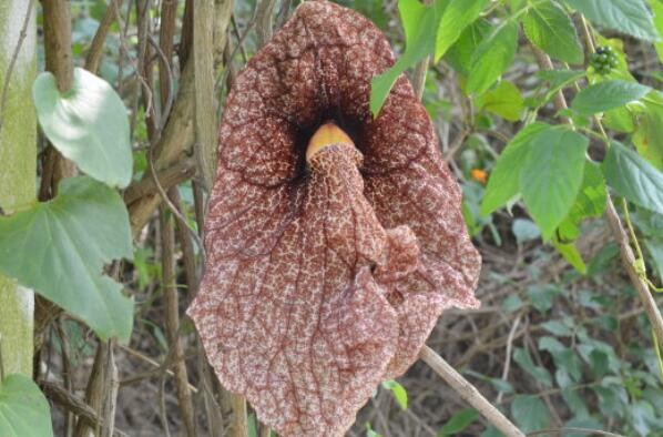 世界十大最臭的植物之巨花马兜铃