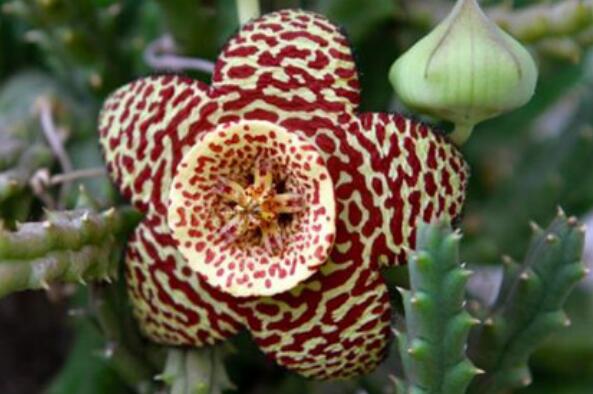 世界十大最臭的植物之大豹皮花