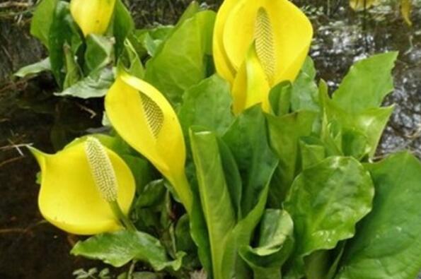 世界十大最臭的植物之黄花水芭蕉