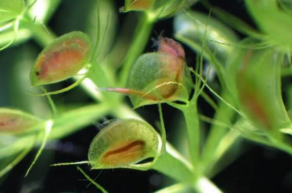 世界十大食肉植物——囊泡貉藻