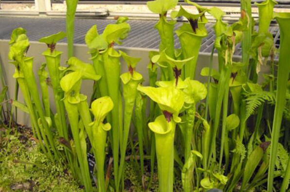 世界十大食肉植物——黄瓶子草