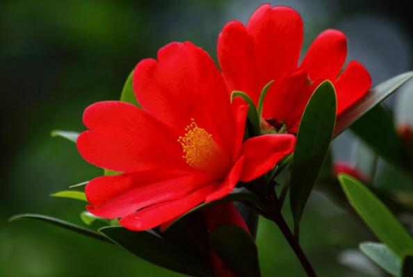 中国十大最稀有的花——杜鹃红山茶