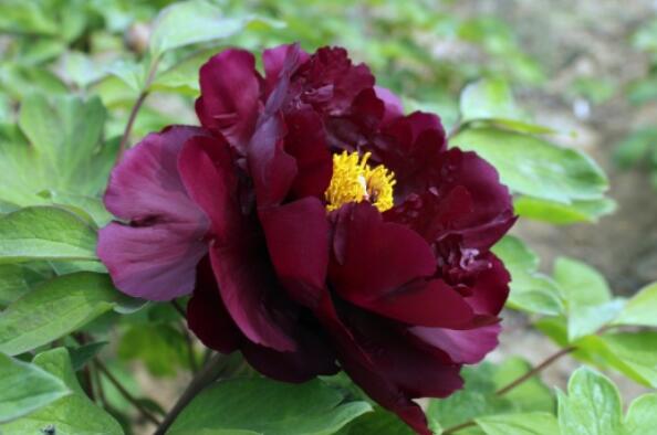 中国十大最稀有的花——黑色牡丹花