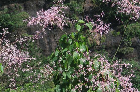 中国十大最稀有的花——丹霞梧桐