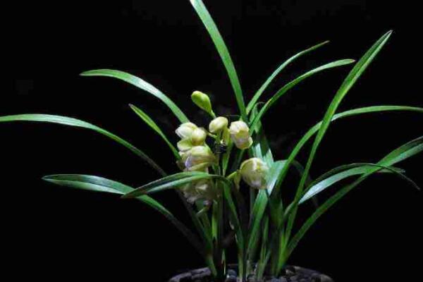 中国传统十大名花——兰花