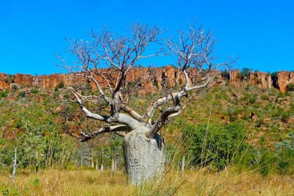 世界十大最奇特植物——瓶子树