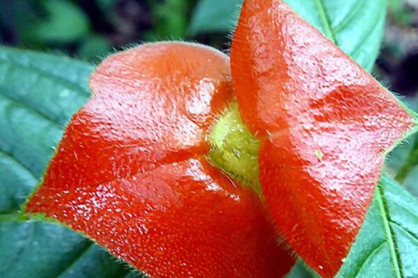 世界十大最奇特植物——热唇草