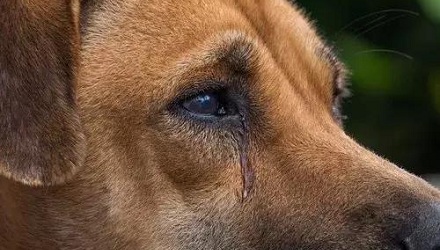 动物会流泪吗？动物为什么会哭？