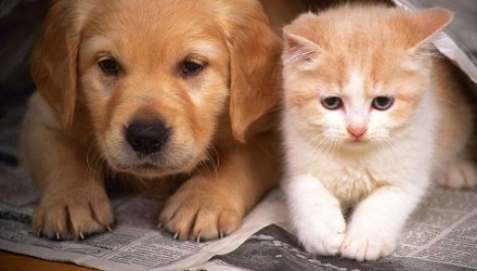 狗狗和猫咪谁更聪明？