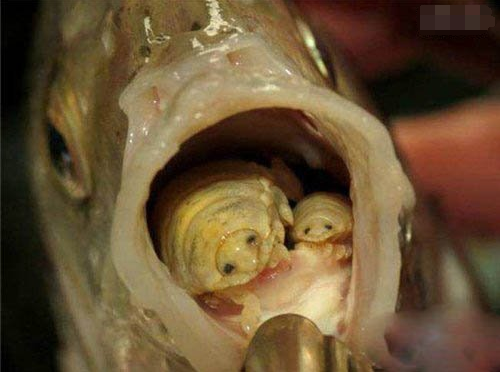 世界上最奇怪的动物——缩头鱼虱，是一味中药能食用