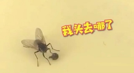 苍蝇为什么会把自己的头拧下来玩？