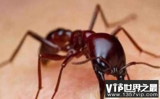 世界上十大最凶猛的蚂蚁