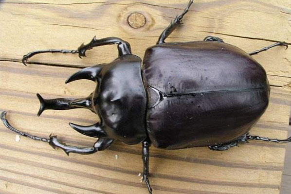 世界上最大的虫子
