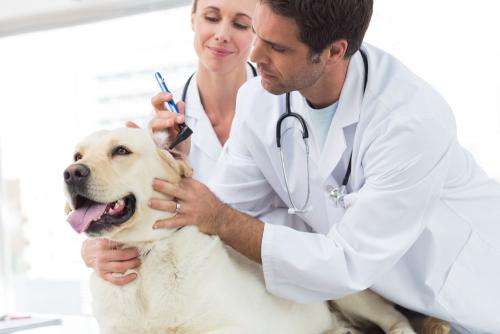 兽医属于医学吗？