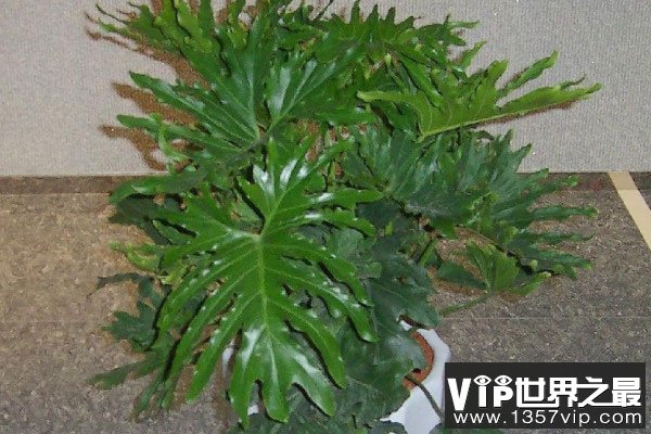 客厅常见的大盆栽植物：客厅适合摆放什么绿植？
