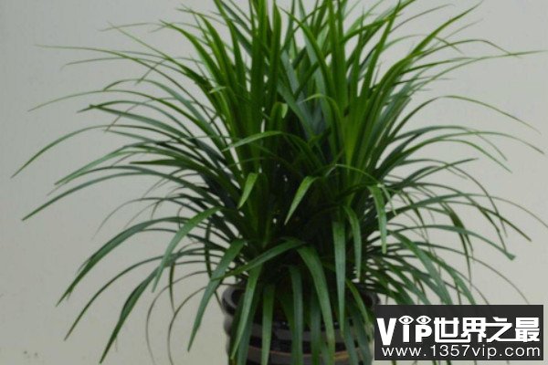 客厅常见的大盆栽植物：客厅适合摆放什么绿植？