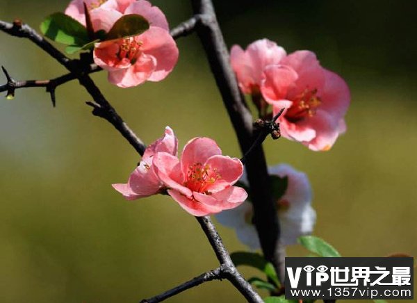 中国十大吉祥植物排行榜