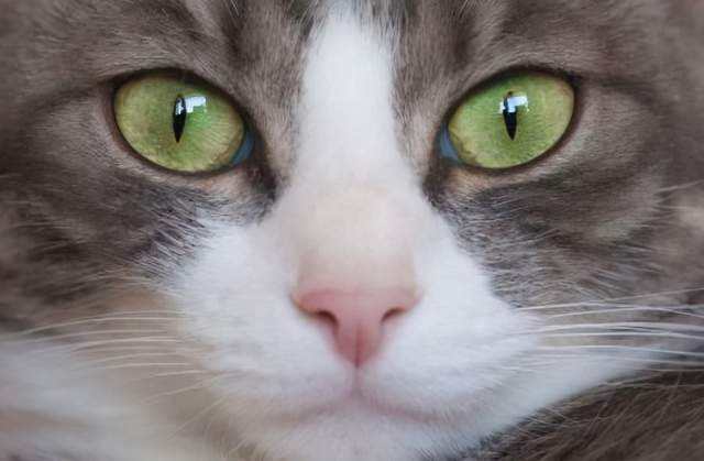 为什么猫的眼睛一日三变？