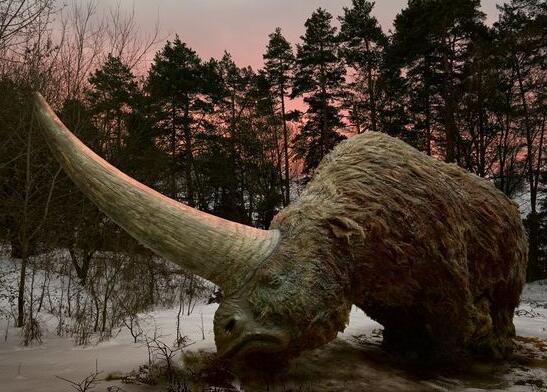 史上最大的有角犀牛，板齿犀(仅牛角就长达两米)