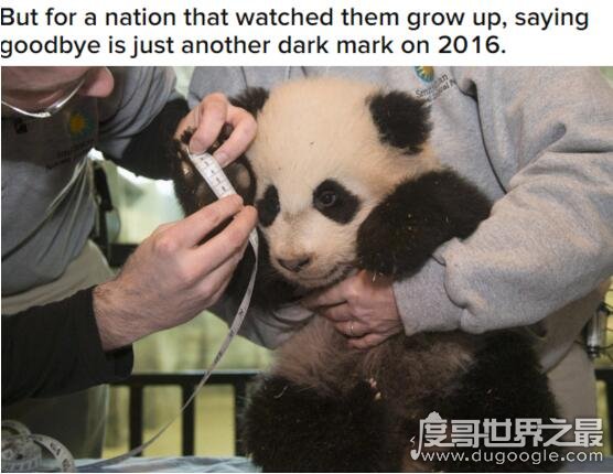 来自东方最可怕的力量，超级萌物大熊猫轰动了整个世界