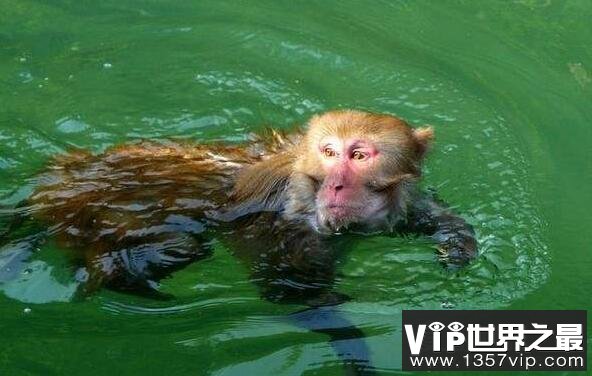 水怪中水猴子是什么动物，真正水猴子图片好恐怖(乃网友ps)