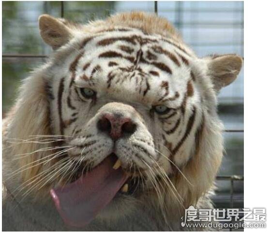 世界上最丑的老虎，天生短鼻加大饼脸(全都是人类造成的)