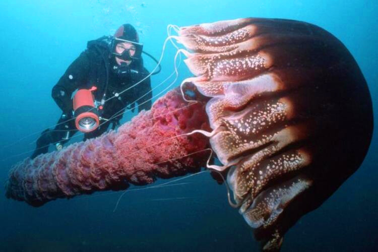 世界上最大的水母，北极霞水母(直径达2.5米/触须