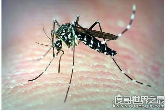 世界上最毒的蚊子，白纹伊蚊(是多种疾病传播的媒介)